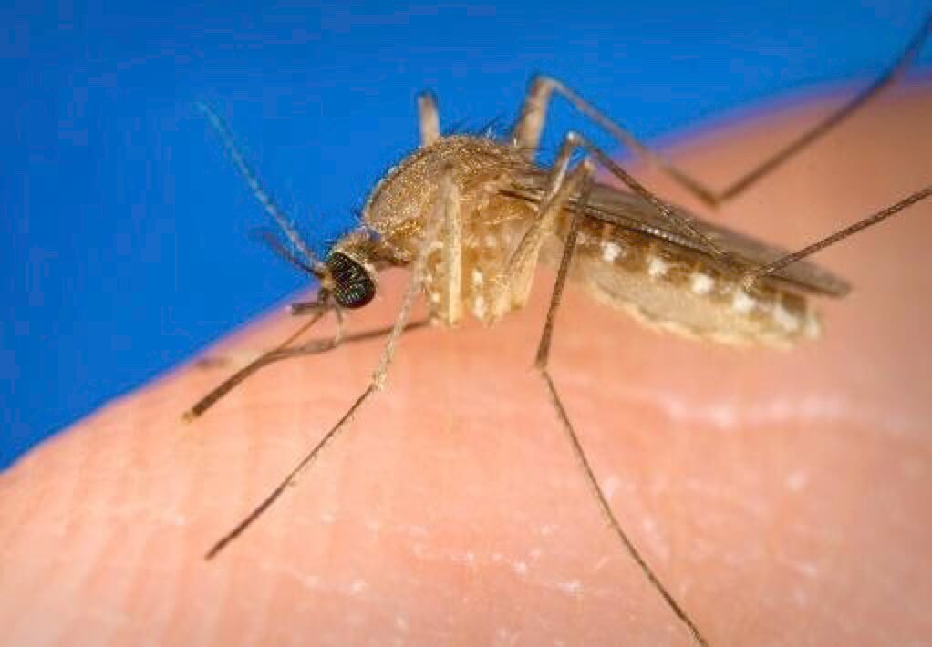 Culex quinquefasciatus (southern house mosquito)