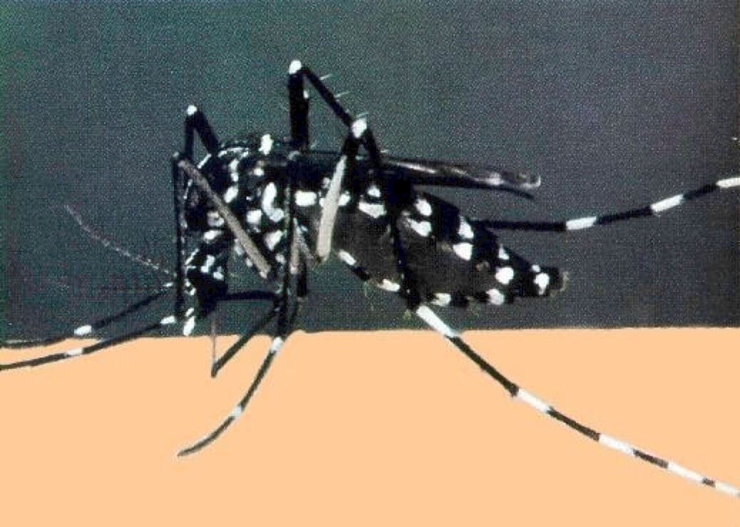 Aedes albopictus (Asian tiger mosquito)