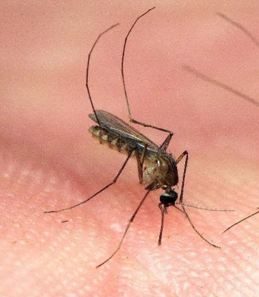 Culex nigripalpus (Florida SLE mosquito)