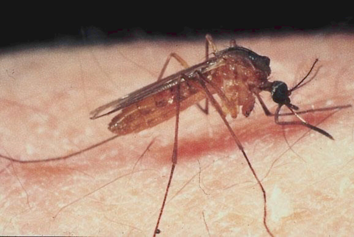 Culex salinarius mosquito